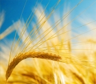 Wheat-Thumbnail